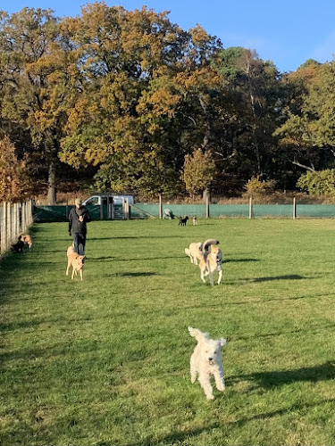 5 Star Dog Paddock in Sandy