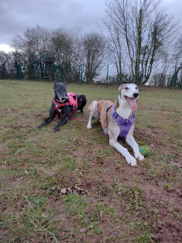 All Creatures Great & Small Dog Field, Cwmbran in Torfaen