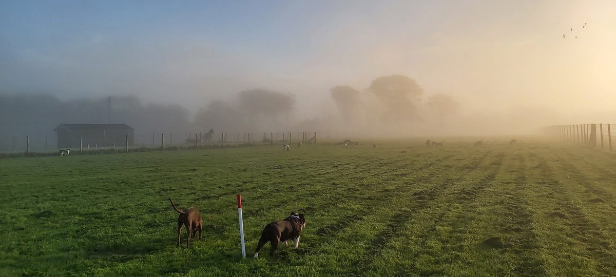 Angelwood Lodge Dog Field in Ewenny