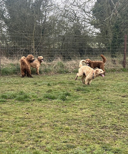 Bawtry Pawfect Secure Dog Field, Doncaster in Bassetlaw
