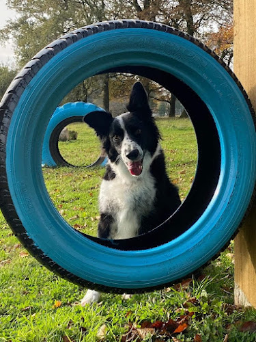 Blackdown Hills Dog Park, Honiton in Devon