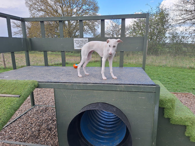 Bow Wow Adventure Playground for Dogs, Bury St Edmunds in Suffolk