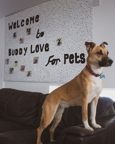 Buddy Love for Pets in London