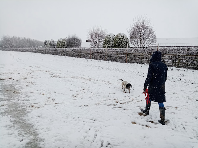 California Dog Field, South Milford in Leeds