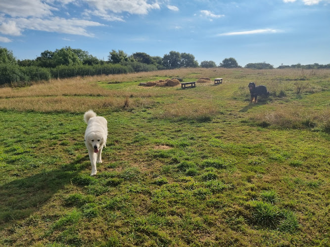 Carefree Dog Walking Fields in South Hams