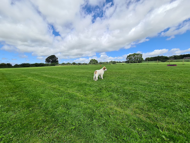 Castle Farm Secure Dog Field, Walworth in Darlington