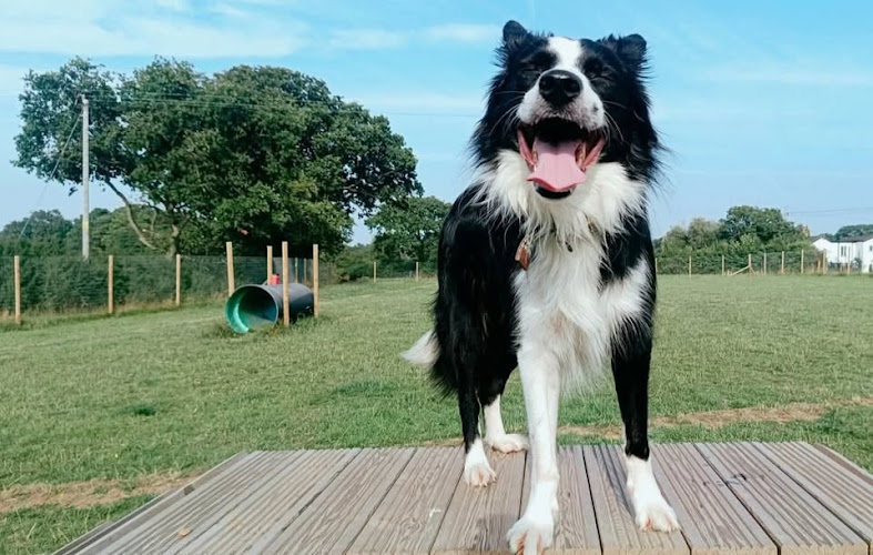 Cei Meadows Dog Park in Chester