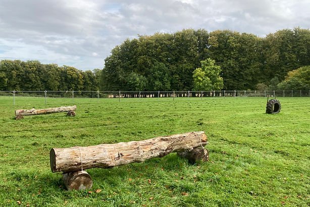 Charisworth Farm Dog Field, Blandford in Blandford Forum