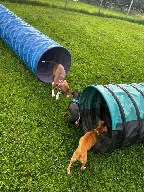 Charlie Bears Dog Play Park , Silkstone Common in Barnsley
