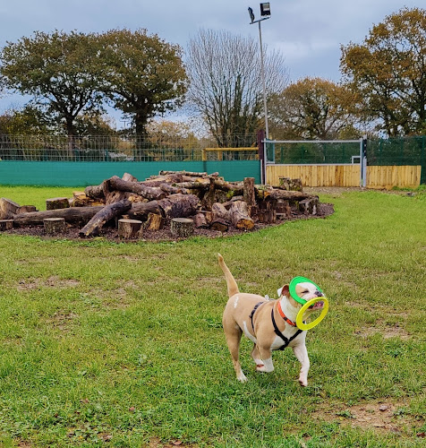 Charwell Dog Adventures, Agility Field, Callington in Cornwall