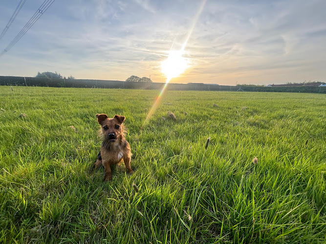 Chesterfield Dog Park in Chesterfield