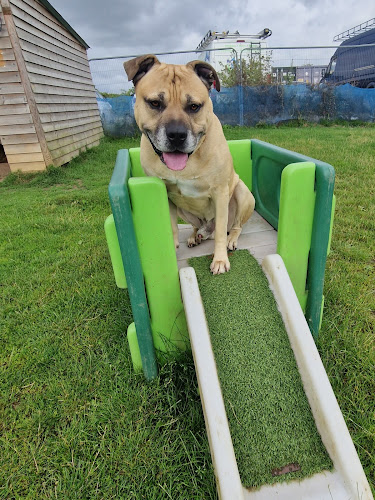 Clix and Trix Dog Garden in Barnham