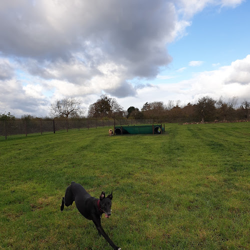 Contented Canines in Staverton