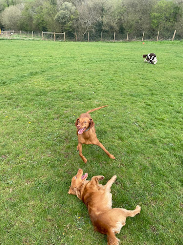 Cwtch Secure Dog Park, Cwmbran in Torfaen