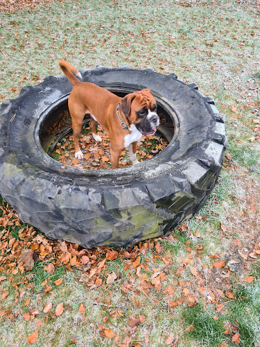 Denhead Dog Park in Dundee