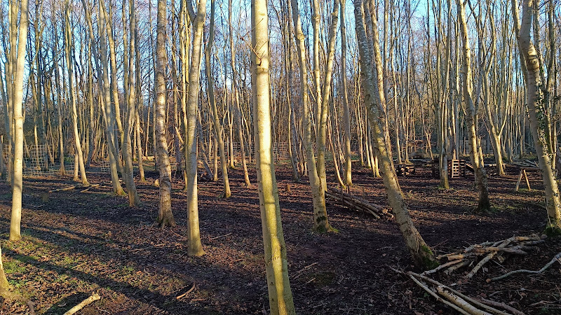 Dog Park at the Woods, Little Ouseburn in North Yorkshire
