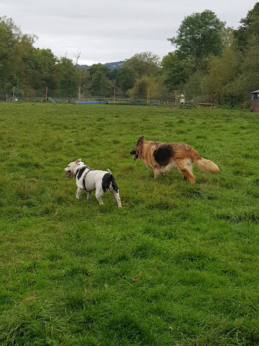 Doggy Daycare's STAY and PLAY Field in Dudley