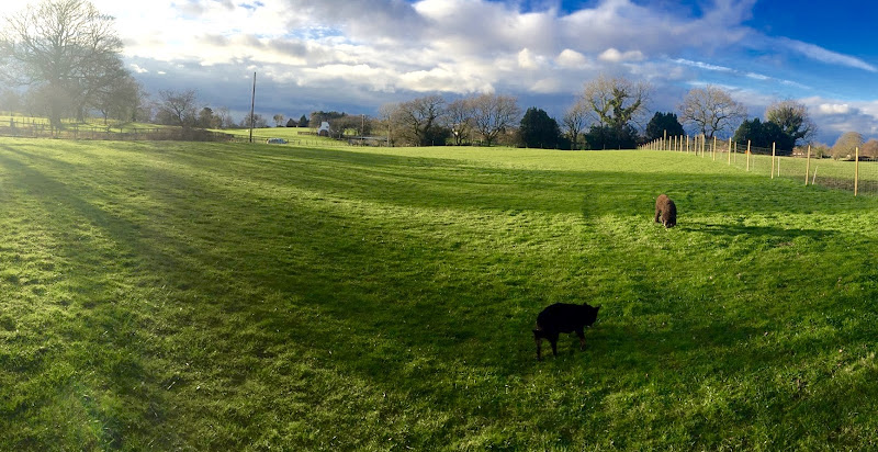 Dogs Allowed, Private Hire Walking Field in Macclesfield