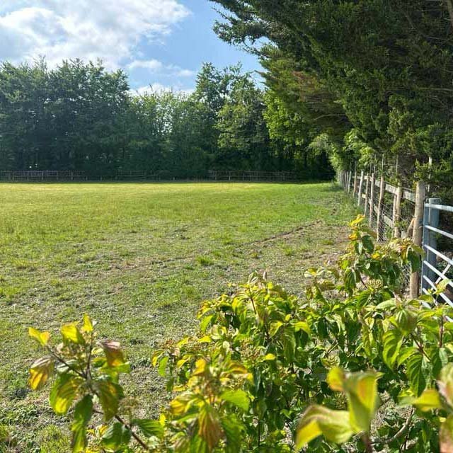 Dogs Running Free in Dartford