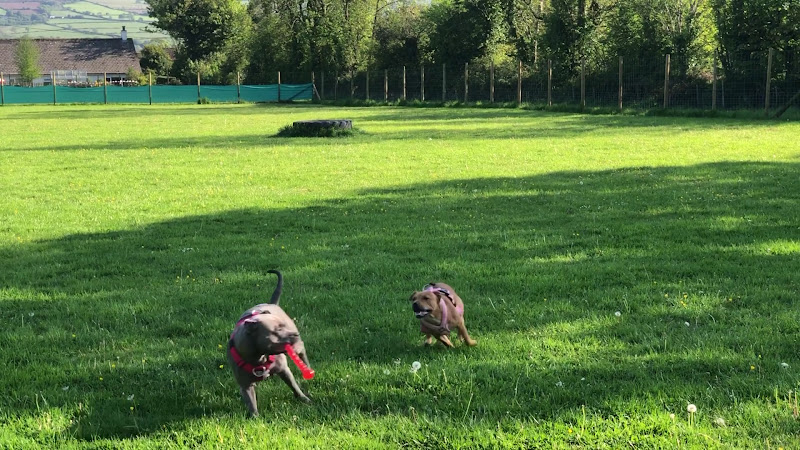 FFynnone Dog Field, Boncath in Boncath