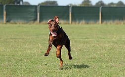 Fidosfun Fields (Dog Fields 1 & 2) - Wokingham in Wokingham