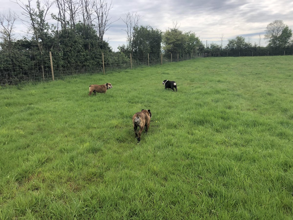 Four Acres Dog Field, Hilperton in Wiltshire