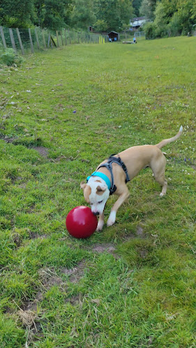 Foxglove Dog Exercise Field in Forest of Dean