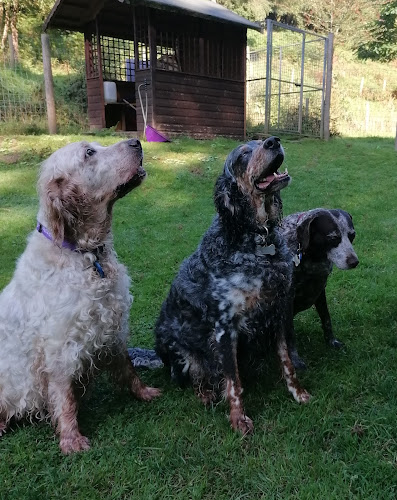Foxglove Dog Exercise Field in Gloucestershire