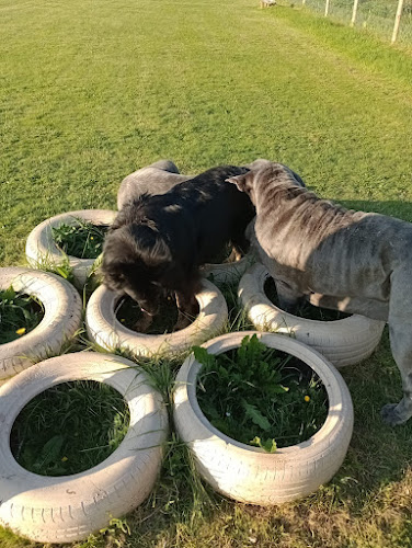 Freedom Fields Dog Park, Deal in Dover
