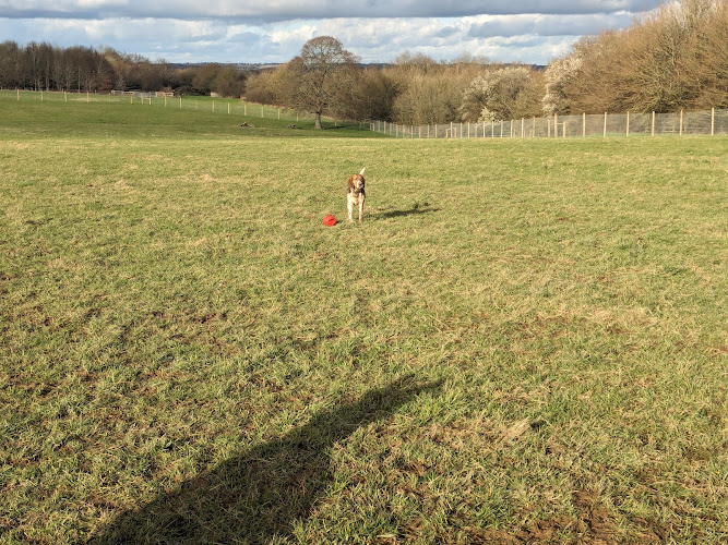 Freedom for Dogs, Hurstpierpoint in Mid Sussex