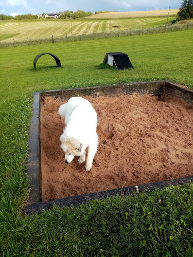 Gamrie Dog Field in Banff