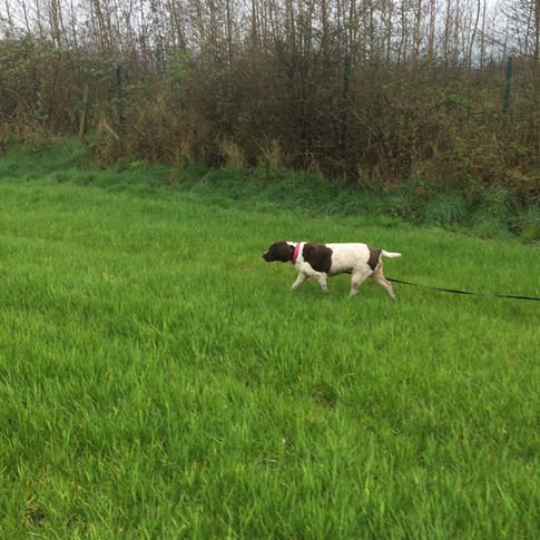 Grandma’s Farm Pet Services Dog Field, Wigan in Wigan