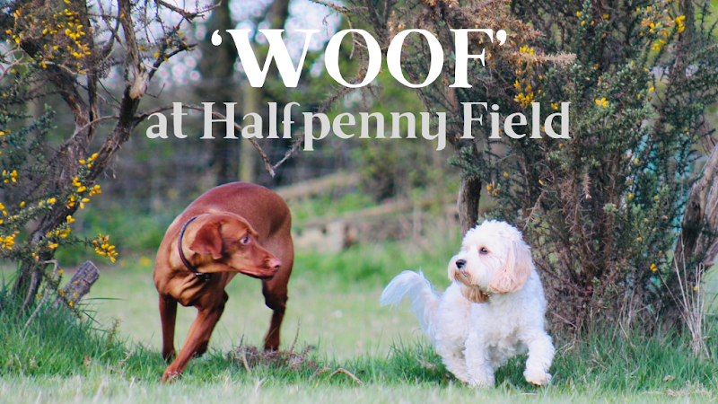 Halfpenny Dog Field, Chippenham in Yatton Keynell
