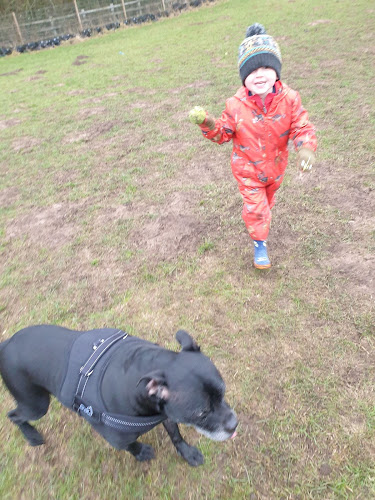 Hevs Happy Hounds enclosed paddock in West Midlands