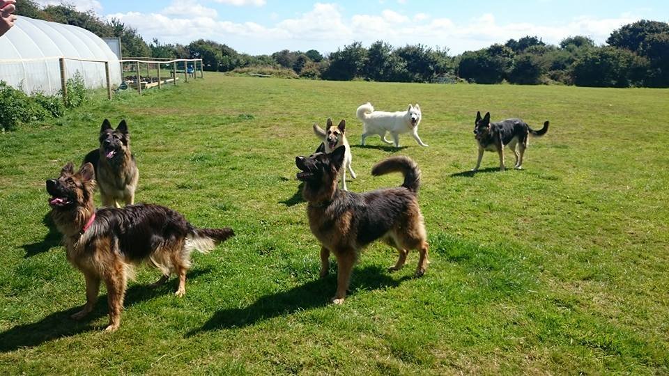 Higherwell Farm Dog Walking Field in South West