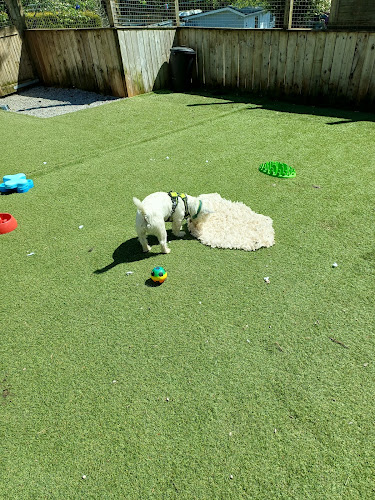 Hope Rescue Dog Paddock, Llanharran in Rhondda Cynon Taf