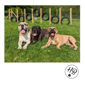 Hounds & Bounds Dog Fields - Woodland Walks, Tilehurst in West Berkshire