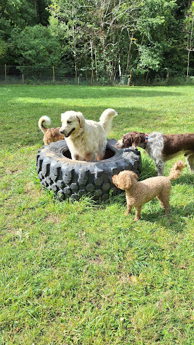 K9 Fun Field in Melrose