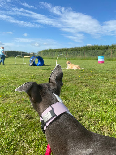 K9 Fun Time, Dog Field, Kirklevington in Stockton-on-Tees