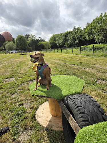 K9 Paws & Play, Bovey Tracey in Exeter
