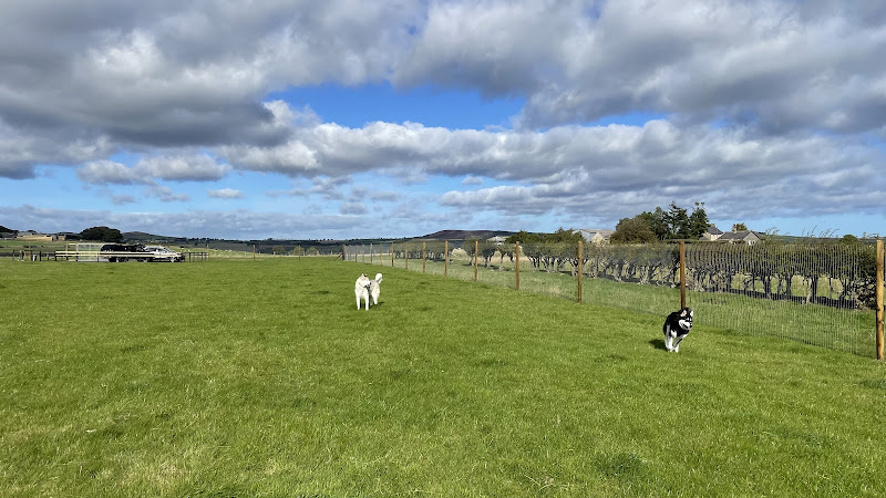Learchild Dog Field, Whittingham Vale in Ashington