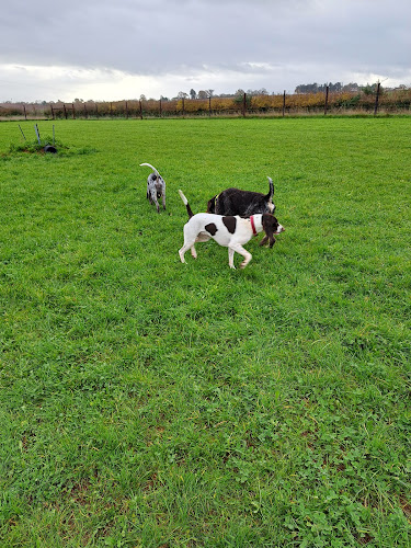Little Clayhill Farm Dog Field, Bridgwater in Somerset