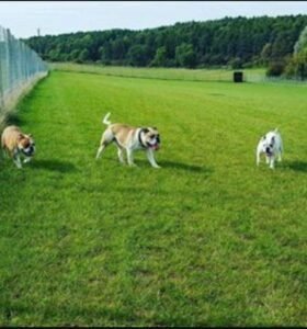 Lodge Farm Kennels enclosed paddock in Deenthorpe