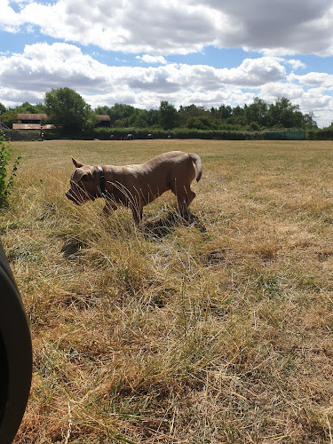 Lose the Lead Dog Field, Arncott in Bicester