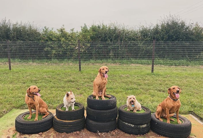 Maddy's Mutt Run Whatton in Nottingham