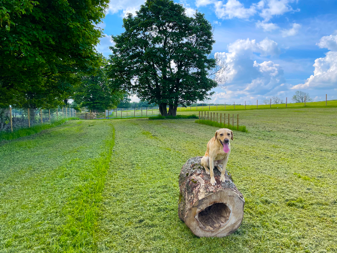 Marton Meadow Dog Walking Fields, Skipton in Skipton