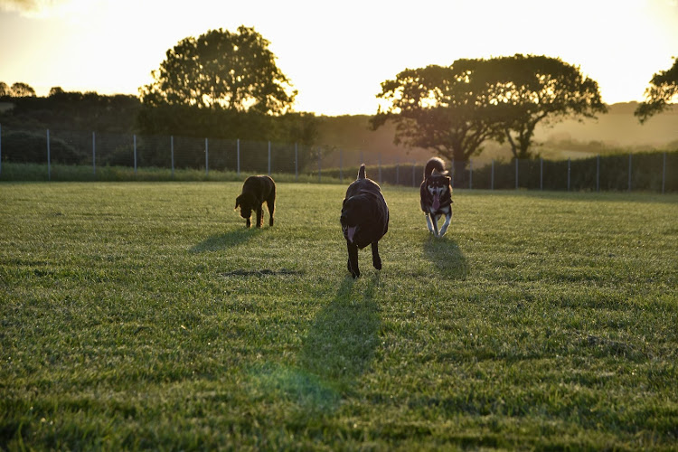 Merrins Meadow - Secure Dog Field, Truro in Cornwall