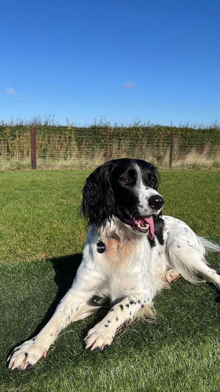 Molescroft Farm Dog Field in Beverley