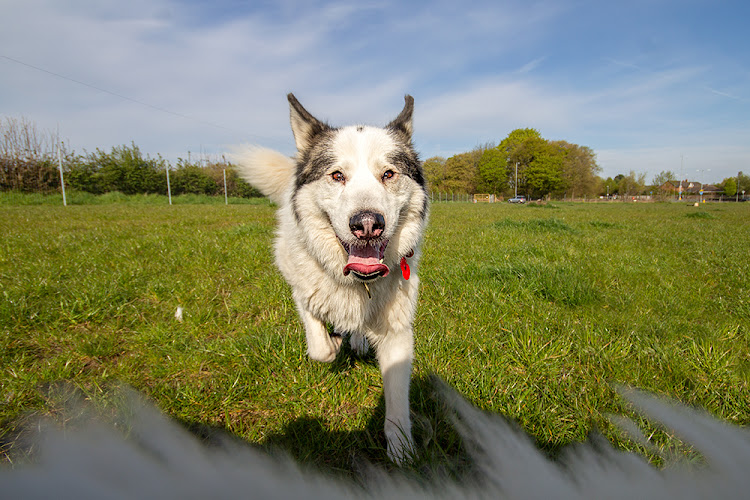 My Dog Paddock in Wigan