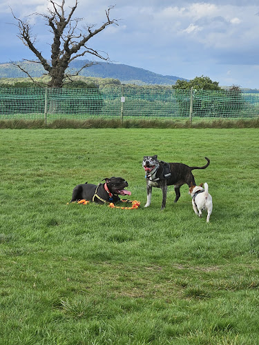 Noodle’s Dog Park, Broseley in Broseley